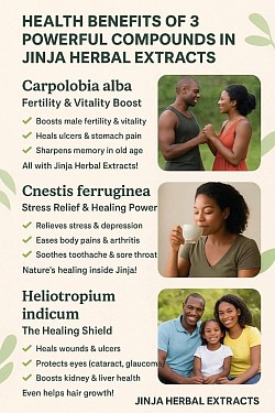 Main Herbs in Jinja Herbal Extract