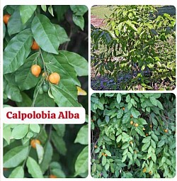Carpolobia Alba, one of the main Herbs in Jinja Herbal Extract