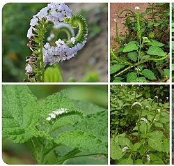 Heliotropium Indicum, one of the main Herbs in the Jinja Herbal Extract