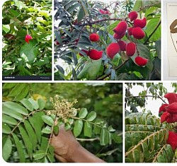 Cnestis ferruginea, One of the main Herbs in the Jinja Herbal Extact
